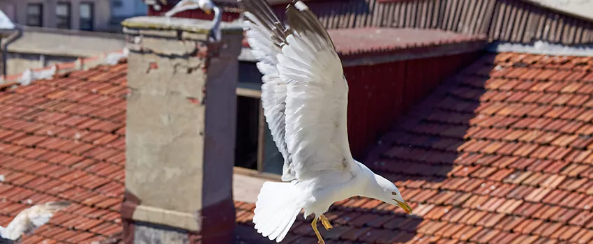 Residential Chimney Animal Removal Solution in Valparaiso, IN